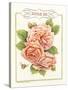 Rose Species-Gwendolyn Babbitt-Stretched Canvas