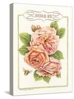 Rose Species-Gwendolyn Babbitt-Stretched Canvas