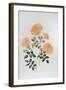 Rose St Richard of Chichester-Sally Crosthwaite-Framed Giclee Print