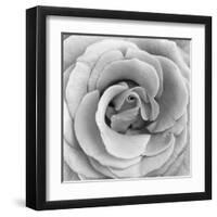 Rose Swirl II-null-Framed Art Print