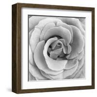 Rose Swirl II-null-Framed Art Print