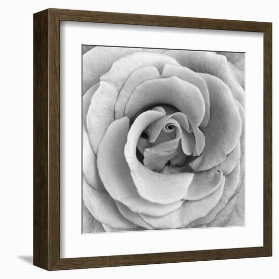 Rose Swirl II-null-Framed Art Print