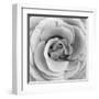 Rose Swirl II-null-Framed Art Print