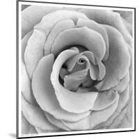 Rose Swirl II-null-Mounted Art Print