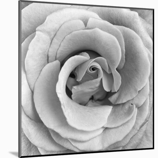 Rose Swirl II-null-Mounted Art Print