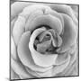 Rose Swirl II-null-Mounted Art Print