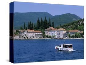 Rose, the Boka Kotorska (Bay of Kotor), Montenegro, Europe-Stuart Black-Stretched Canvas