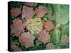 Rose Tinted-Linda Ravenscroft-Stretched Canvas