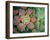 Rose Tinted-Linda Ravenscroft-Framed Giclee Print