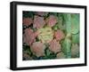 Rose Tinted-Linda Ravenscroft-Framed Giclee Print