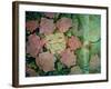 Rose Tinted-Linda Ravenscroft-Framed Giclee Print