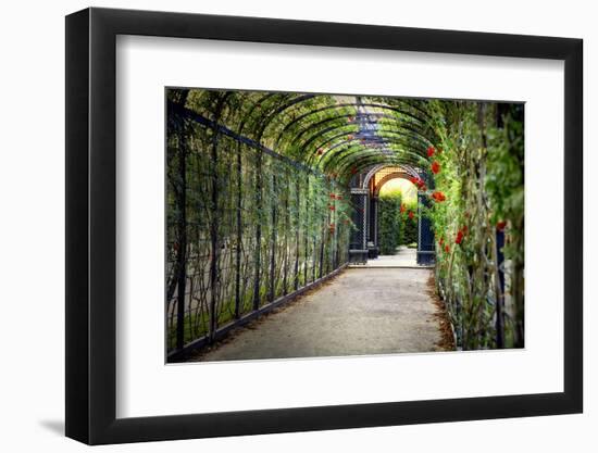 Rose Trellis In Schonbrunn Palace-George Oze-Framed Photographic Print