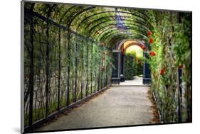 Rose Trellis In Schonbrunn Palace-George Oze-Mounted Photographic Print