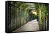 Rose Trellis In Schonbrunn Palace-George Oze-Framed Stretched Canvas