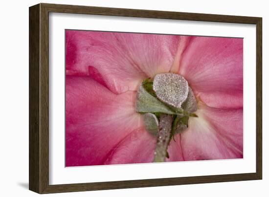 Rose Up Close I-Lee Peterson-Framed Photographic Print