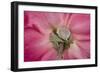 Rose Up Close I-Lee Peterson-Framed Photographic Print