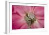 Rose Up Close I-Lee Peterson-Framed Photographic Print