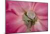 Rose Up Close I-Lee Peterson-Mounted Photographic Print