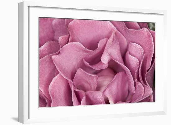 Rose Up Close II-Lee Peterson-Framed Photographic Print