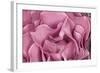 Rose Up Close II-Lee Peterson-Framed Photographic Print