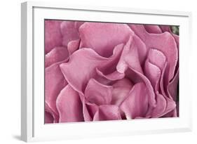 Rose Up Close II-Lee Peterson-Framed Photographic Print