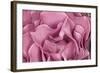 Rose Up Close II-Lee Peterson-Framed Photographic Print