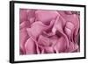 Rose Up Close II-Lee Peterson-Framed Photographic Print