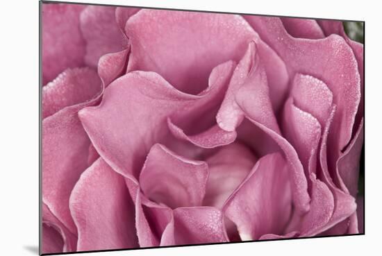 Rose Up Close II-Lee Peterson-Mounted Photographic Print