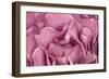 Rose Up Close II-Lee Peterson-Framed Photographic Print