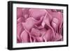 Rose Up Close II-Lee Peterson-Framed Photographic Print