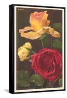 Rose Varieties-null-Framed Stretched Canvas