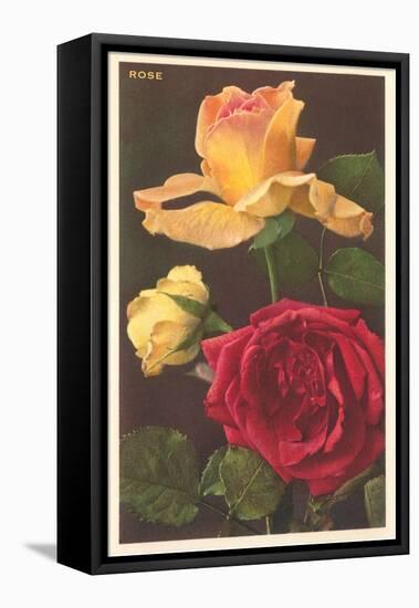 Rose Varieties-null-Framed Stretched Canvas