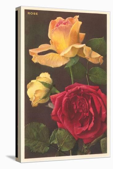 Rose Varieties-null-Stretched Canvas