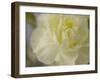 Rose Whisper I-Judy Stalus-Framed Photographic Print