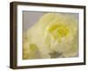 Rose Whisper III-Judy Stalus-Framed Photographic Print