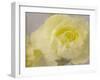 Rose Whisper III-Judy Stalus-Framed Photographic Print