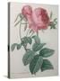 Rose with a Hundred Leaves and Foliage-Pierre-Joseph Redoute-Stretched Canvas