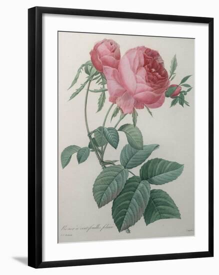 Rose with a Hundred Leaves and Foliage-Pierre-Joseph Redoute-Framed Art Print