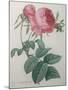Rose with a Hundred Leaves and Foliage-Pierre-Joseph Redoute-Mounted Art Print