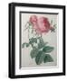 Rose with a Hundred Leaves and Foliage-Pierre-Joseph Redoute-Framed Art Print