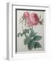 Rose with a Hundred Leaves and Foliage-Pierre-Joseph Redoute-Framed Art Print