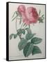Rose with a Hundred Leaves and Foliage-Pierre-Joseph Redoute-Framed Stretched Canvas
