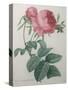 Rose with a Hundred Leaves and Foliage-Pierre-Joseph Redoute-Stretched Canvas