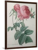 Rose with a Hundred Leaves and Foliage-Pierre-Joseph Redoute-Framed Art Print