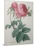 Rose with a Hundred Leaves and Foliage-Pierre-Joseph Redoute-Mounted Art Print