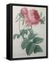 Rose with a Hundred Leaves and Foliage-Pierre-Joseph Redoute-Framed Stretched Canvas