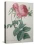 Rose with a Hundred Leaves and Foliage-Pierre-Joseph Redoute-Stretched Canvas