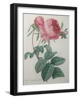 Rose with a Hundred Leaves and Foliage-Pierre-Joseph Redoute-Framed Art Print