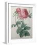 Rose with a Hundred Leaves and Foliage-Pierre-Joseph Redoute-Framed Art Print