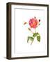 Rose with Bee, 2014-John Keeling-Framed Giclee Print